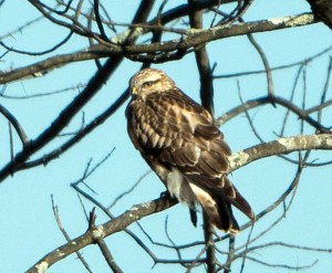 Rough-legged Hawk, Great Swamp NWR, NJ, Jan. 24, 2013 (Photo by Chuck Hantis)