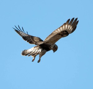 Rough-legged Hawk, Great Swamp NWR, NJ, Jan. 24, 2013 (Photo by Chuck Hantis)