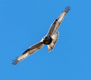 Rough-legged Hawk, Great Swamp NWR, NJ, Jan. 24, 2013 (Photo by Chuck Hantis)