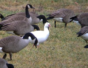 Ross's Goose, Basking Ridge, NJ, Jan. 14, 2013 (Photo by Jeff Ellerbusch).