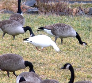 Ross's Goose, Basking Ridge, NJ, Jan. 14, 2013 (Photo by Jeff Ellerbusch).