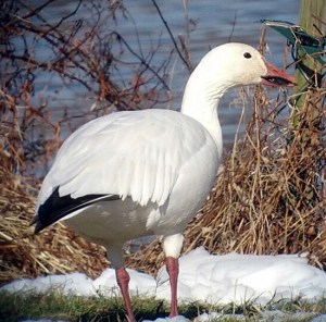Snow Goose at Loantaka Brook Reservation, Morris County, NJ, Jan. 5, 2013 (Photo by Jamie Glydon).