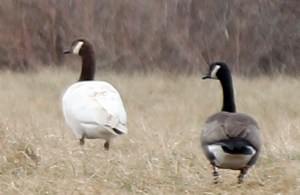 Spackling Goose at Duke Farms, Jan. 29, 2013 (photo by Jim Mulvey).