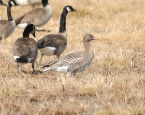 Pink-footed Goose, Florham Park, NJ, Feb. 24, 2013. First Morris County record. Found and photographed by Jeff Glassberg.