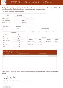 A899 - Tagged Ring-biled Gull Report, Feb. 25, 2013