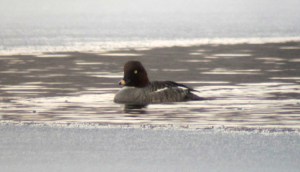 Common Goldeneye, Lake Musconetcong, NJ, Feb. 16, 2013 (digiscoped by Jonathan Klizas).