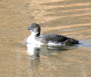 Common Loon, Raritan River, Hillsborough, NJ, Feb. 3, 2013 (photo by Jeff Ellerbusch).