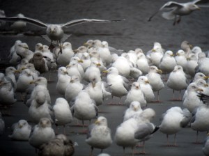 As shown by this photo, Herring Gulls dominated at Budd Lake, Feb. 27, 2013 (Photo by Jonathan Klizas)
