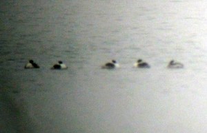 5 Horned Grebes in the distance at a misty Lake Parsippany, Feb. 23, 2013 (digiscoped by Jonathan Klizas).