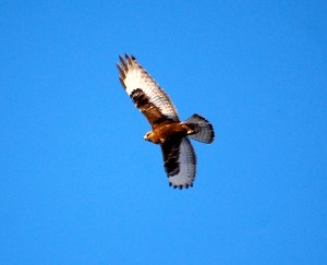 Dark-morph Rough-legged Hawk, Bedminster, NJ, Feb. 9, 2013 (photo by Holly Ellerbusch).