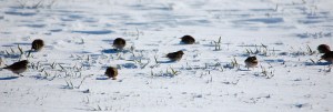 Lapland Longspur with Horned Larks, Hillsborough, NJ, Feb. 9, 2013 (photo by Jeff Ellerbusch).