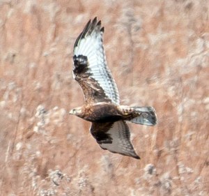Rough-legged Hawk, Bedminster, NJ, Feb. 17, 2013 (photo by Chuck Hantis).