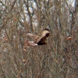 Rough-legged Hawk, Bedminster, NJ, Feb. 1, 2013 (photo by Jeff Ellerbusch)