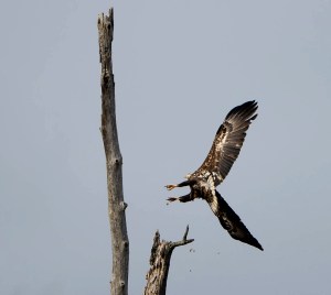 Bald Eagle, Great Swamp NWR, Mar. 22, 2013 (photo by Chuck Hantis)