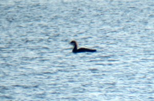 Adult Pacific Loon, Boonton Reservoir, NJ, Mar. 19, 2013 (digiscoped by Jonathan Klizas)