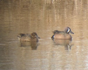 Blue-winged Teal, Finderne Wetlands, NJ, Mar. 28, 2013 (Photo by Jonathan Klizas)