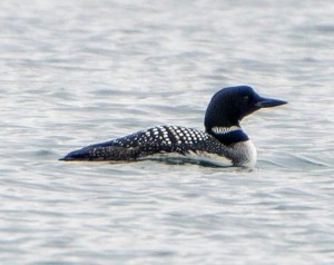 Common Loon at Lake Parsippany, Mar. 19, 2013 (Photo by Chuck Hantis).