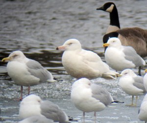 Glaucous Gull, Budd Lake, NJ, Mar. 2, 2013 (digiscoped by Jonathan Klizas).