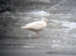Glaucous Gull, Budd Lake, NJ, Mar. 7, 2013 (digiscoped by Jonathan Klizas).