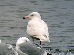 Glaucous Gull, Budd Lake, NJ, Mar. 2, 2013 (photo by Jeff Ellerbusch).