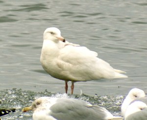Glaucous Gull, Budd Lake, NJ, Mar. 2, 2013 (photo by Jeff Ellerbusch).