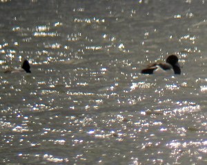 Scaup (Lesser and Greater), Budd Lake, NJ, Mar. 26, 2013 (photo by Jonathan Klizas)