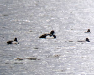 Greater Scaup with Lesser Scaup, Budd Lake, NJ, Mar. 26, 2013 (photo by Jonathan Klizas)