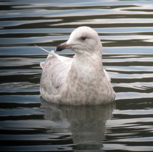 Iceland Gull, Mt. Hope Pond, Rockaway Township, NJ, Mar. 2, 2013 (digiscoped by Jonathan Klizas).