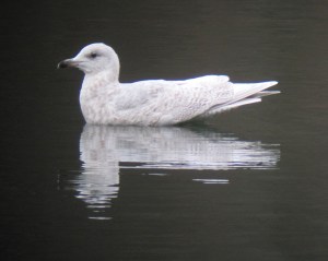 Iceland Gull, Mt. Hope Pond, Rockaway Township, NJ, Mar. 2, 2013 (digiscoped by Jonathan Klizas).