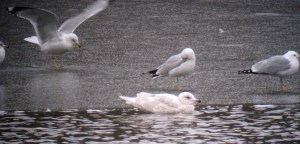 Iceland Gull with Ring-billed Gulls, Mt. Hope Pond, Rockaway Township, NJ, Mar. 2, 2013 (digiscoped by Jonathan Klizas).
