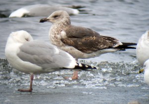 A young Lesser Black-backed Gull, Budd Lake, NJ, Mar. 2, 2013 (digiscoped by Jonathan Klizas)