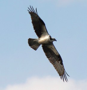 Osprey, near Great Swamp NWR, Mar. 20, 2013 (photo by Jim Mulvey).