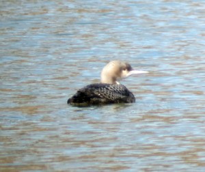 Juvenile Pacific Loon in early afternoon light, Morris Plains, NJ, Mar. 10, 2013 (digiscoped by Jonathan Klizas)
