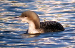 Juvenile Pacific Loon in late afternoon light, Morris Plains, NJ, Mar. 19, 2013 (digiscoped by Jonathan Klizas)