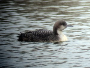 Pacific Loon, Morris Plains, NJ, Mar. 11, 2013 (photo by Jonathan Klizas).