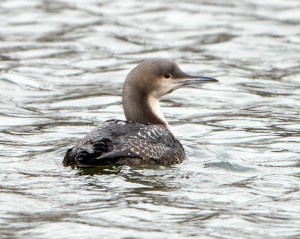Pacific Loon, Morris Plains, NJ, Mar. 18, 2013 (Photo by Chuck Hantis)