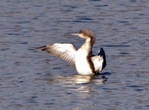 Pacific Loon, Morris Plains, NJ, Mar. 13, 2013 (photo by Zach Batren).