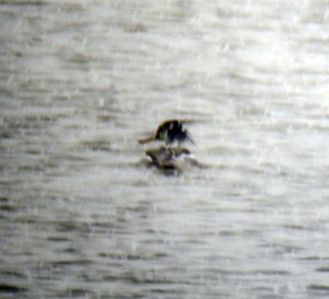 Red-breasted Merganser at snowy Budd Lake, Mar. 25, 2013 (an attempt at a photo by Jonathan Klizas).
