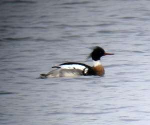 Red-breasted Merganser, Lake Musconetcong, NJ, Mar. 10, 2013 (photo by Jonathan Klizas).