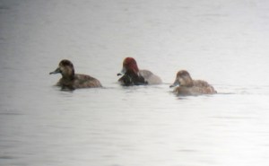 Redheads at snowy Budd Lake, NJ, Mar. 25, 2013 (Photo by Jonathan Klizas).