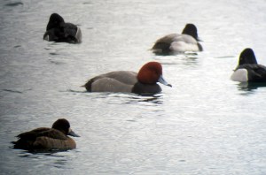 Redhead with other Aythya spp. at Lake Parsippany, NJ, Mar. 3, 2013 (digiscoped by Jonathan Klizas).