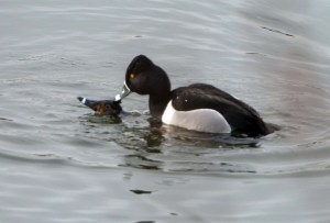 Ring-necked Ducks, Morris Plains, NJ, Mar. 18, 2013 (Photo by Chuck Hantis)