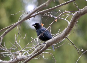 Rusty Blackbird, Warren Township, NJ, Mar. 19, 2013 (Photo by Zach Batren).