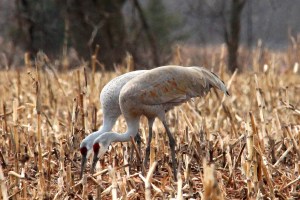 Sandhill Cranes, Franklin Twp., NJ, Mar. 11, 2013 (photo by Jim Mulvey).