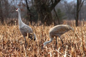 Sandhill Cranes, Franklin Twp., NJ, Mar. 11, 2013 (photo by Jim Mulvey).