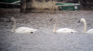Tundra Swans, Lake Hopatcong, NJ, Mar. 2, 2013 (digiscoped by Jonathan Klizas).