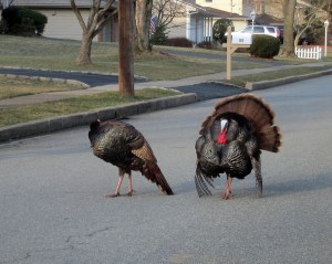 Turkey in the 'Burbs, Parsippany, NJ, Mar.31, 2013. The backyard of this street is Troy Meadows (Photo by Jonathan Klizas)