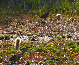 American Bitterns, Great Swamp NWR, NJ, Apr. 26, 2013 (photo by Simon Lane).