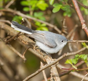 Blue-gray Gnatcatcher, Griggstown Grasslands, NJ, Apr. 22, 2013 (photo by Chris Duffek).