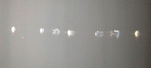 Bonaparte's Gulls, Boonton Reservoir,  Apr. 13 2013 (photo by Simon Lane)